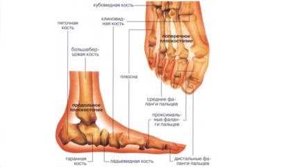 Специалисты разделяют плоскостопие на продольное и поперечное Плоскостопие бывает двух видов