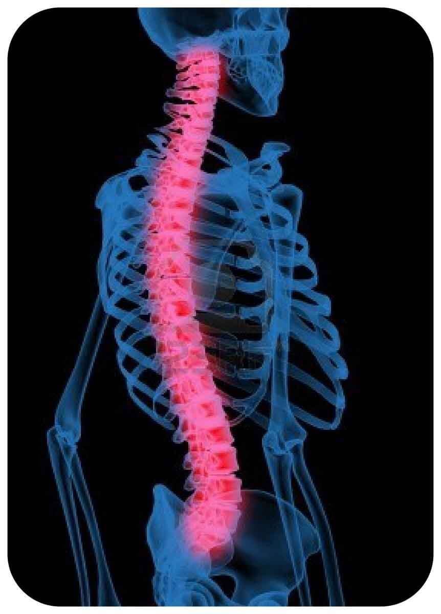 Позвоночник