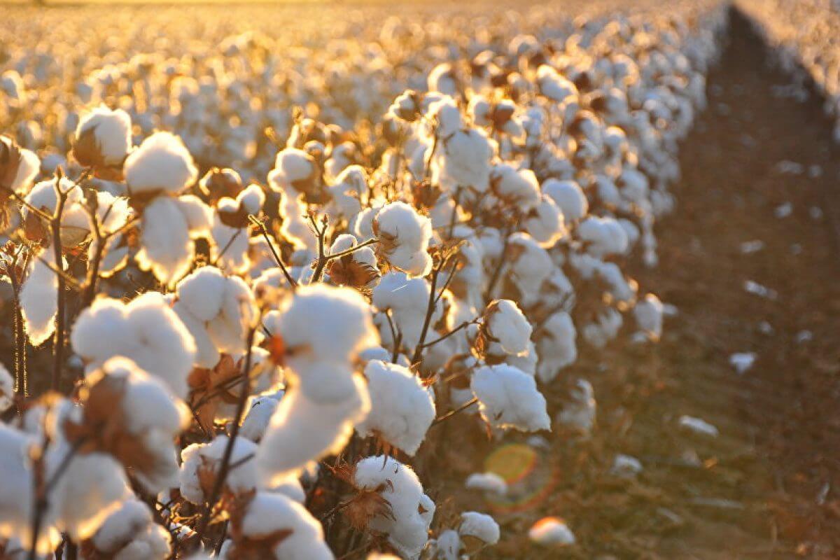 Хлопок