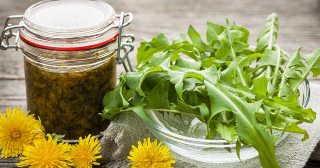 настойка Одуванчика